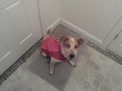 Texas Heeler lookin sharp and ready for some wet weather!