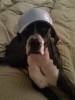My dog's a fan!