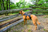 Awesome harness!!!