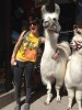they look good with llamas