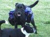 Misha in her new Pack
