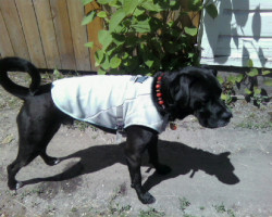 MoJo sporting the Swamp Cooler