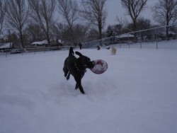 playing fetch in the winter