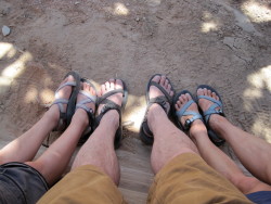 A herd of Chacos in their natural environment