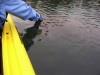 Homasassa River, FL