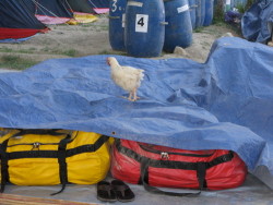 flip flops in Askole, with chicken