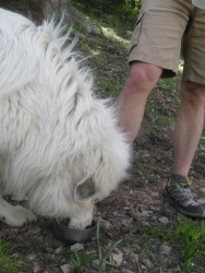 Works well for dogs on hikes too.
