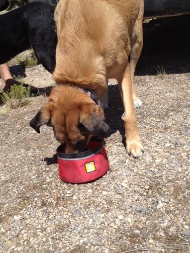 Best packable dog bowl out there