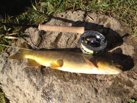 Best 5 wt I've owned thus far.