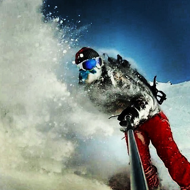 Sweet on low-light/ white-out/ gray-bird