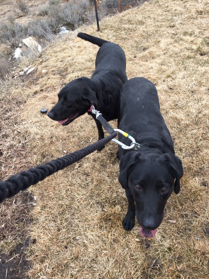 Also consider the Roamer Leash