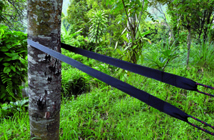 Single Wrap Around a Tree