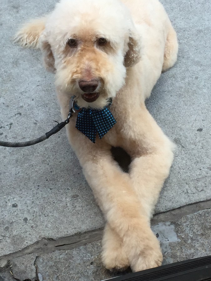 the only leash we've ever had