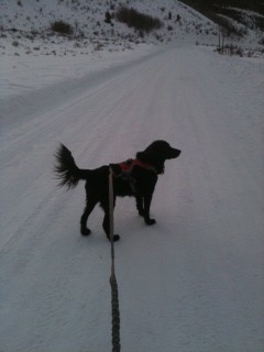 Leash funtaskic!
