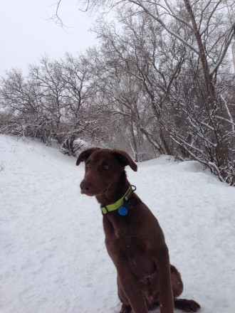 Green Headwater Collar