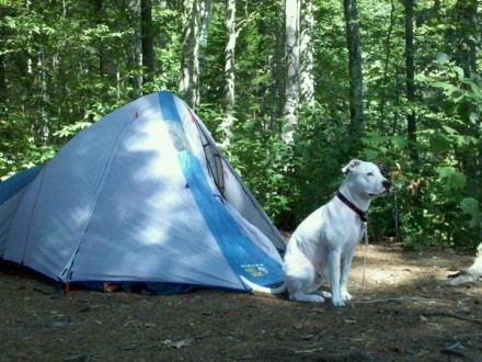 Great tent for the $$