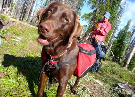 Perfect Doggie Pack