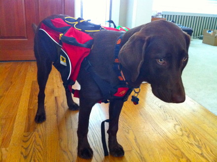 Mountainsmith Dog Pack