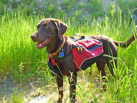 Love this Doggie Pack!