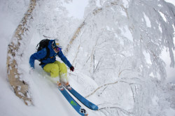 edgerly shredding the trees