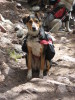 Aussie mix (40 lbs) with M pack