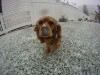 Snow dog
