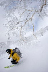 Dreamy tree skiing in Japan