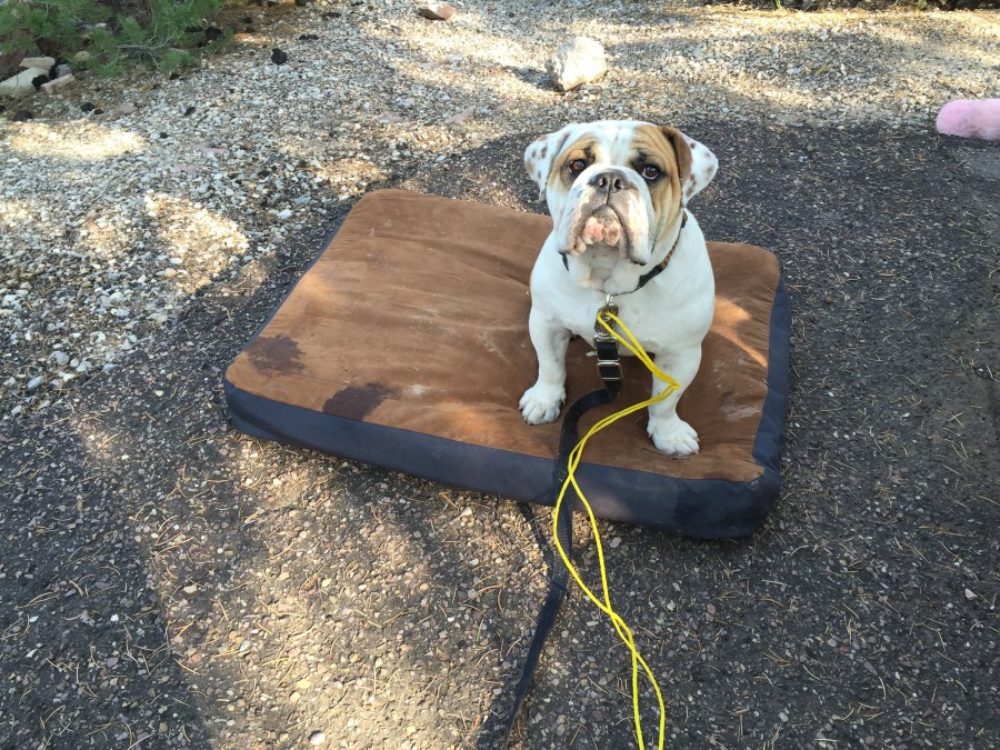 Ruffwear Urban Sprawl Dog Bed