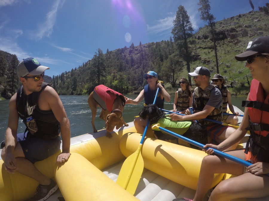 Astral Bird Dog Life Jacket