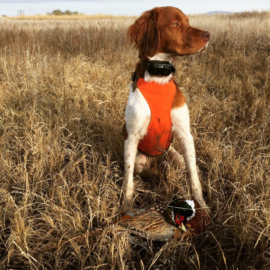 Filson Dog Chest Protector