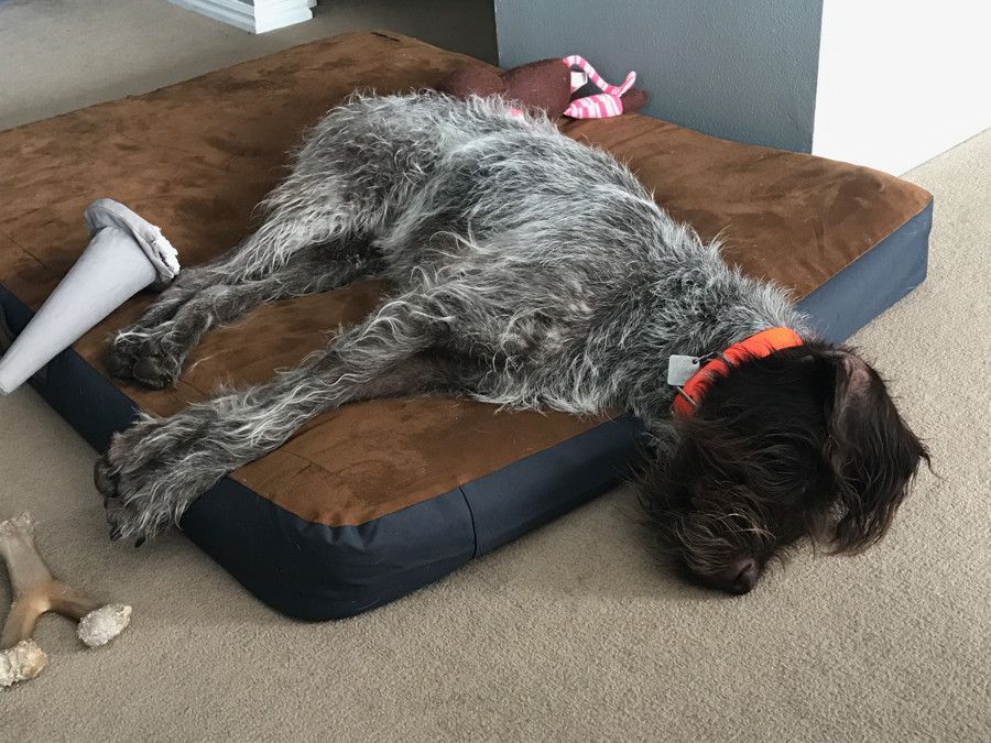 Ruffwear Urban Sprawl Dog Bed