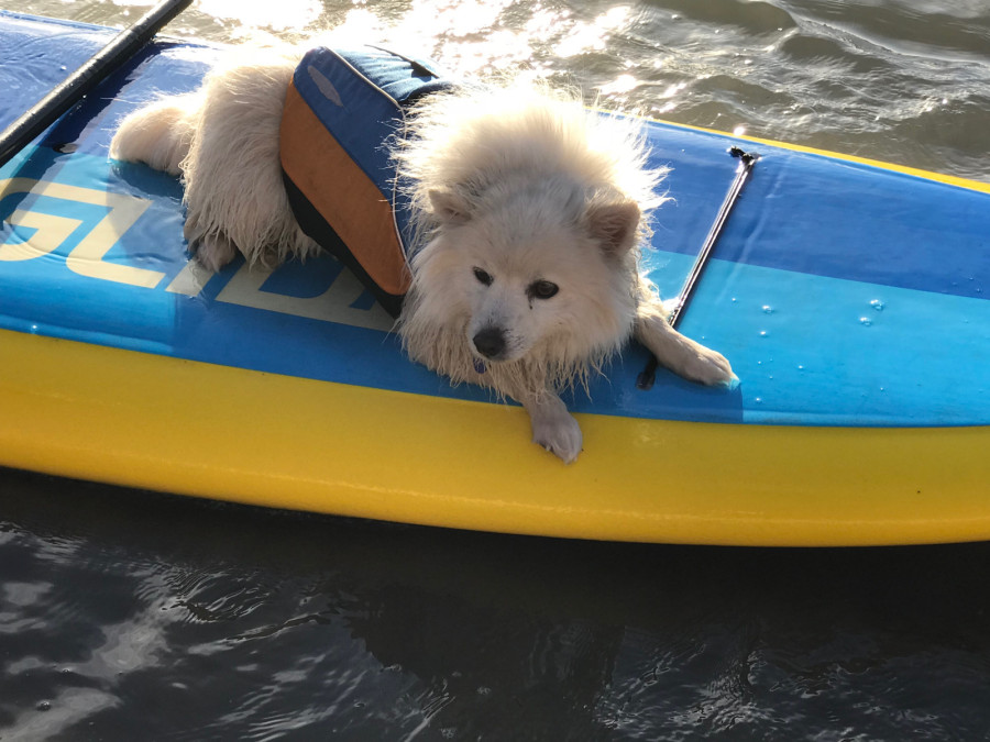 Astral Bird Dog Life Jacket