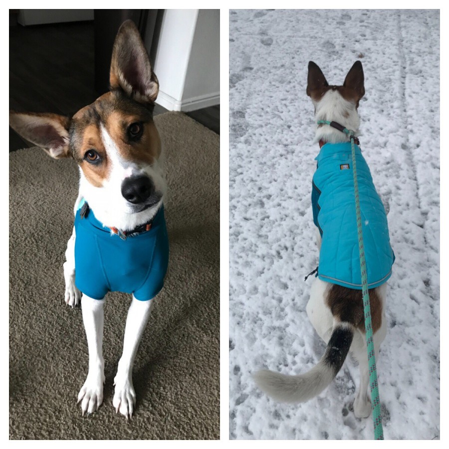 Ruffwear Powder Hound Hybrid Insulated Dog Jacket