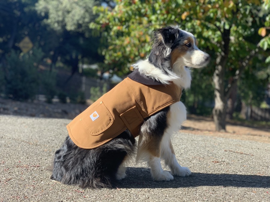 Carhartt dog chore coat blaze orange Clearance